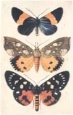 3 Butterflies