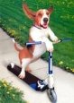 Basset Hound On Scooter