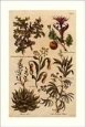Botanicals (Set of 6)