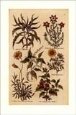 Botanicals (Set of 6)