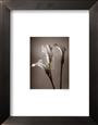 Calla Lily
