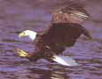 Eagle Fishing III