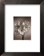 Amaryllis