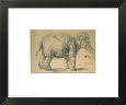 Study of an Elephant Animals Elephants