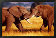 African Elephants Sparring