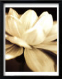 Radiance II