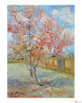 Pink Peach Tree in Blossom