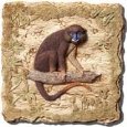 Old World Monkey I