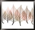 Celosias
