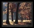 Black Oaks in Autumn