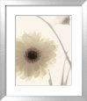 Gerbera Shimmer II