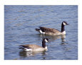Canada Geese
