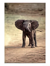 African Elephant Baby (Loxodonta Africana) Animals Elephants