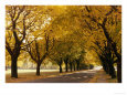 Maple tree grove in park, WI