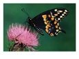 Eastern Black Swallowtail on Thistle Flower