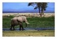 African Elephant Walking in Puddle
