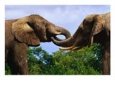 African Elephants Touch Trunks