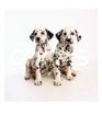 Pair of Dalmatian Puppies