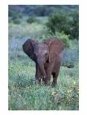 African Baby Elephant, Luxodonta Africana, Tanz