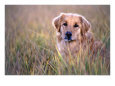Golden retriever in field, Summit County, CO