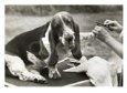 Champion Basset Hound Getting a Manicure