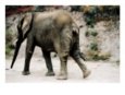 Blurred Image of an Elephant Walking Away