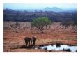 Two Elephants at Waterhole in Transvaal Landscape