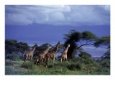 Four Giraffes