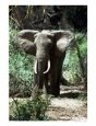 Elephant, Kenya, Africa