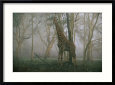 A giraffe stands in the early morning mist