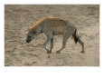 Spotted Hyaena - Africa