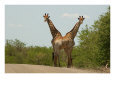 Kruger National Park, South Africa, Giraffe
