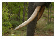 Close-up of Elephant Tusk, Kruger National Park
