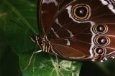Butterfly on Leaf