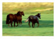 Wild Horses Running