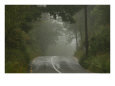 Ireland, Foggy Road in Countryside