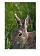 Marsh Rabbit