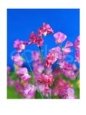 Pink Sweet Pea Flowers