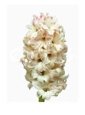 White and Pink Hyacinth