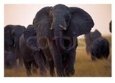 Elephant Matriarch with Herd