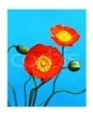 Orange Poppy
