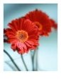 Close-up of Red Flowers