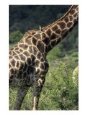 Giraffe with a Bird on It