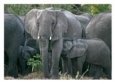 Elephant Mother and Child