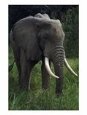 Elephant, Kenya, Africa
