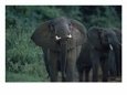 African Elephants