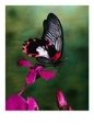 Papilio Rumanzovia Butterfly on Flower