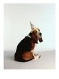 Basset Hound Wearing Party Hat