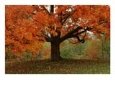 Detail of Tree With Fall Foliage and Swing