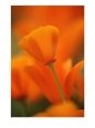 Closeup of California Poppy